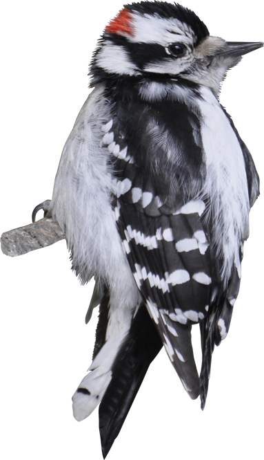 Downy Woodpecker (383x665), Png Download