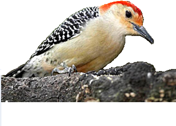Red Bellied Woodpecker Png (350x350), Png Download
