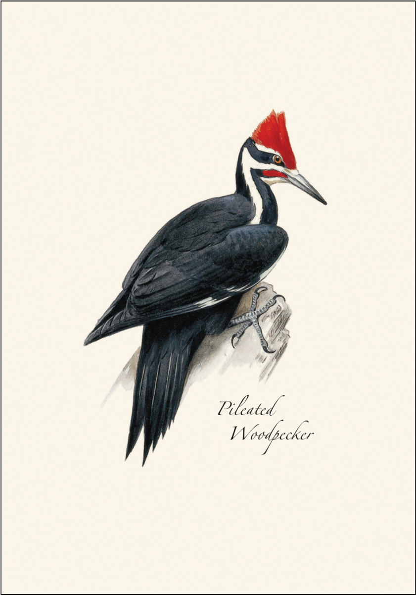 Shopping Cart -  -  - Tree-free Greetings Ecoart Wall Plaque 11 25 X Inches (1200x1200), Png Download