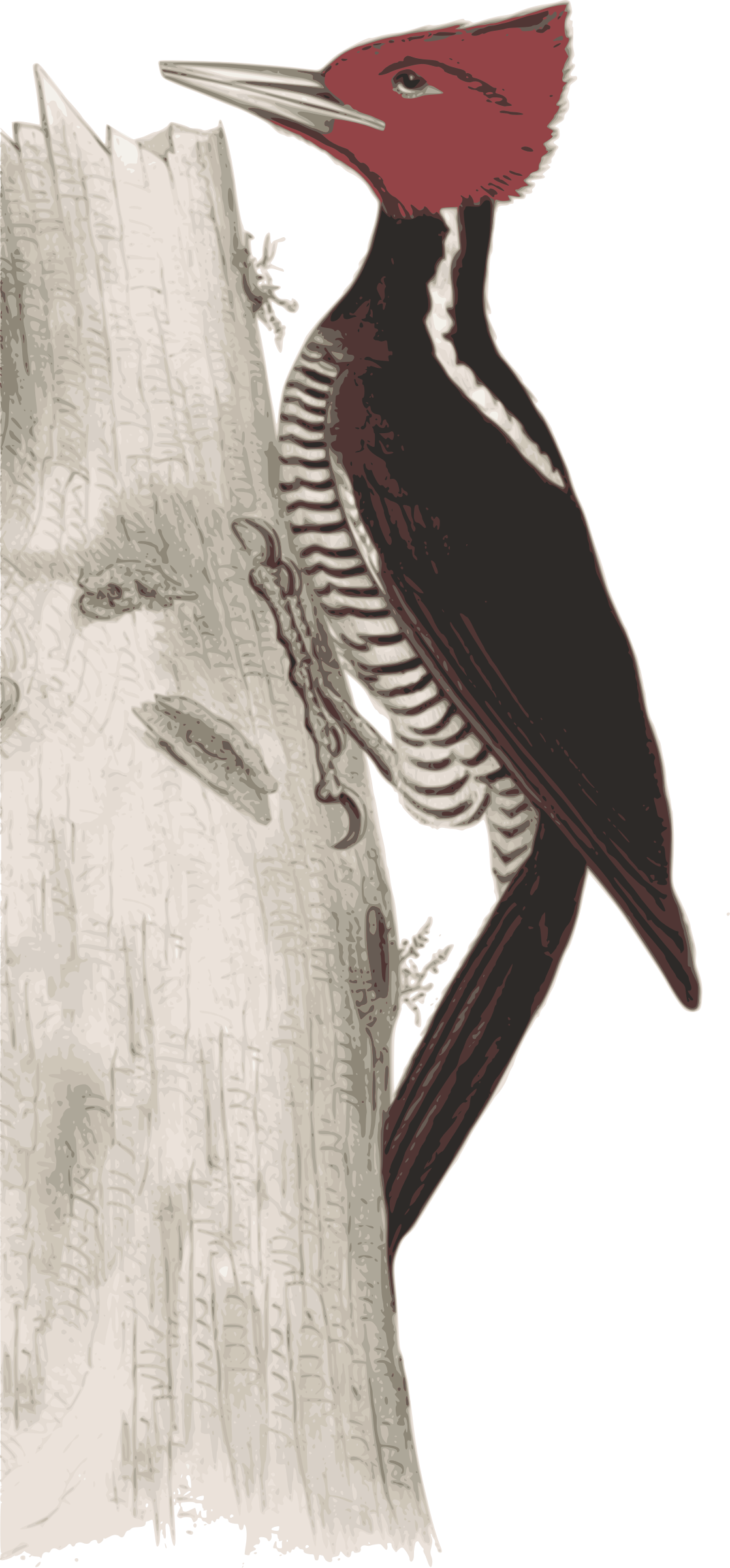 Big Image (1118x2400), Png Download