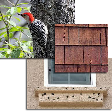 Woodpecker Control Is Seasonal But Can Happen At Different - Michigan Woodpeckers (393x389), Png Download