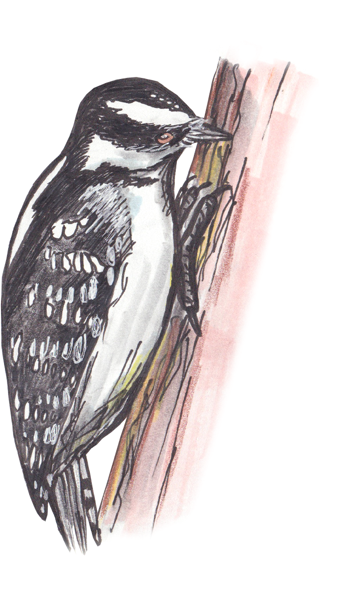 Leuconotopicus (1200x1200), Png Download
