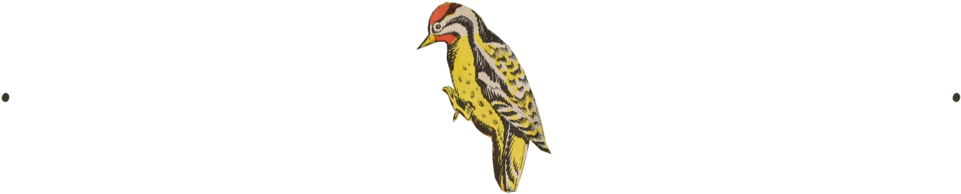 Woodpecker (1000x299), Png Download