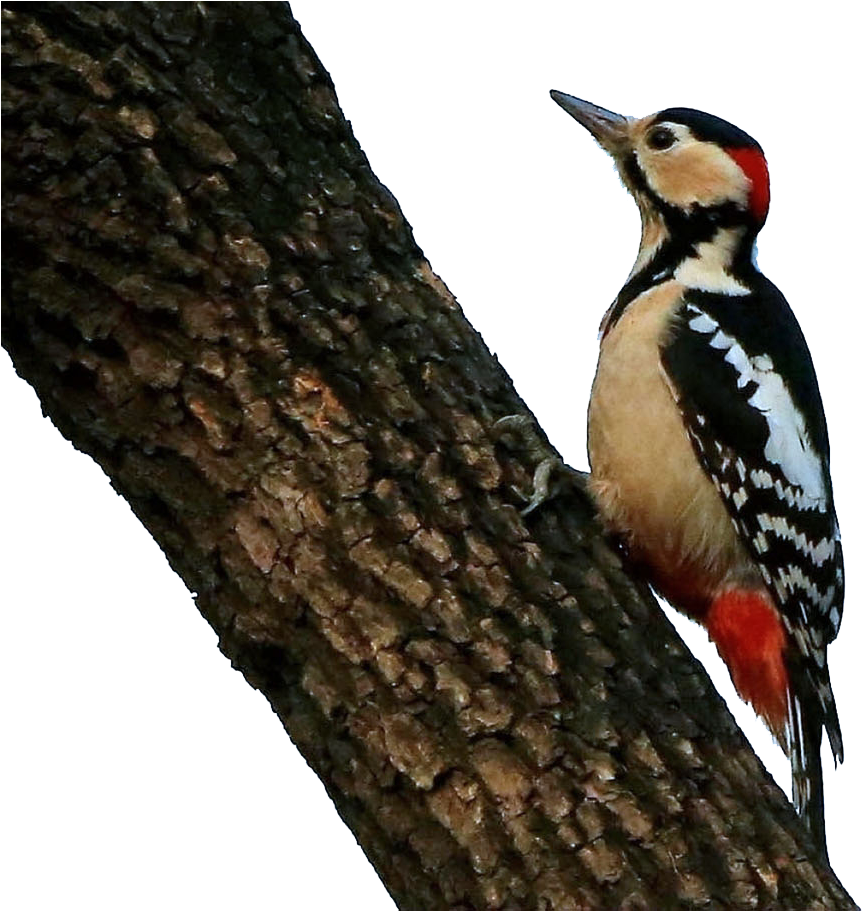 Woodpecker Png (1424x910), Png Download
