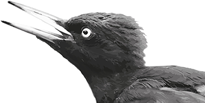 Belted Kingfisher (744x370), Png Download