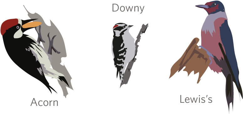 Lewis's Woodpecker Was Discovered On The Lewis And - Leuconotopicus (1000x400), Png Download