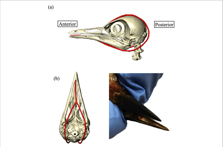 Hyoid Apparatus In A Red-bellied Woodpecker, Melanerpes - Red-bellied Woodpecker (850x562), Png Download