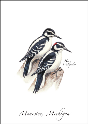 Hairy Woodpecker - Leuconotopicus (500x500), Png Download