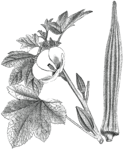 Louisiana 16" Long Pod - Hibiscus Esculentus L Illustration (500x500), Png Download