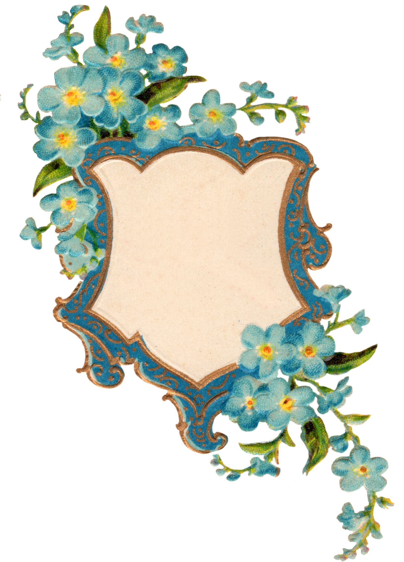 Forget Me Not Png Picture - Forget Me Nots Frame (1631x2406), Png Download