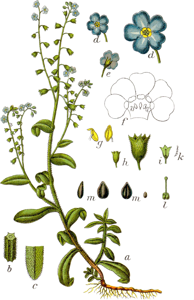 Forget Me Nots Myosotis Scorpioides (651x1007), Png Download