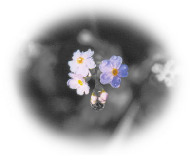 Forget Me Not - Forget Me Not Farms (402x317), Png Download
