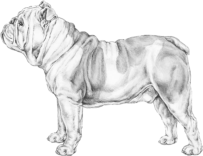 English Bulldog - Bulldog (800x800), Png Download