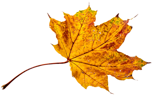 Fall Leaf Colors (640x426), Png Download