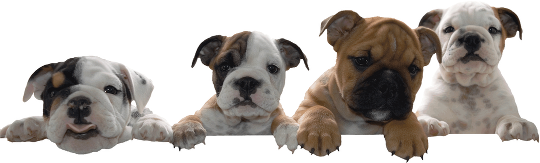 Puppy (1080x327), Png Download