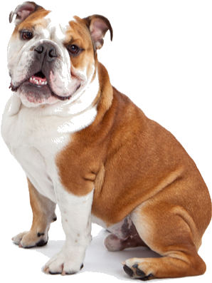 Owning A Bulldog Is An Incredibly Rewarding Experience, - Barkbox Dog Toys (564x400), Png Download