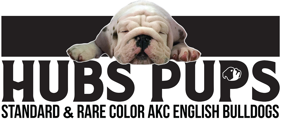 Bulldog (1170x495), Png Download