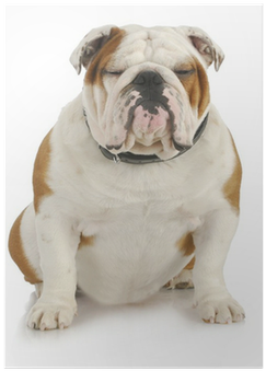 Bulldog (400x400), Png Download