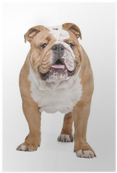 Four Paws Magic Coat Reduces Shedding Shampoo, 16 Ounces, (400x400), Png Download