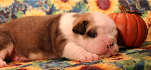 "orion" Reserved By Suzette G - Olde English Bulldogge (513x315), Png Download