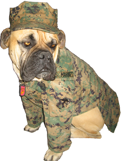 Gunny Monster Gunny Monster Gunny Monster Gunny Monster - Dog Marine Uniform (399x531), Png Download