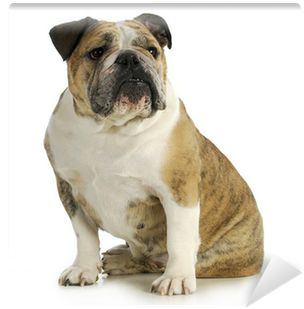 Bulldog (400x400), Png Download
