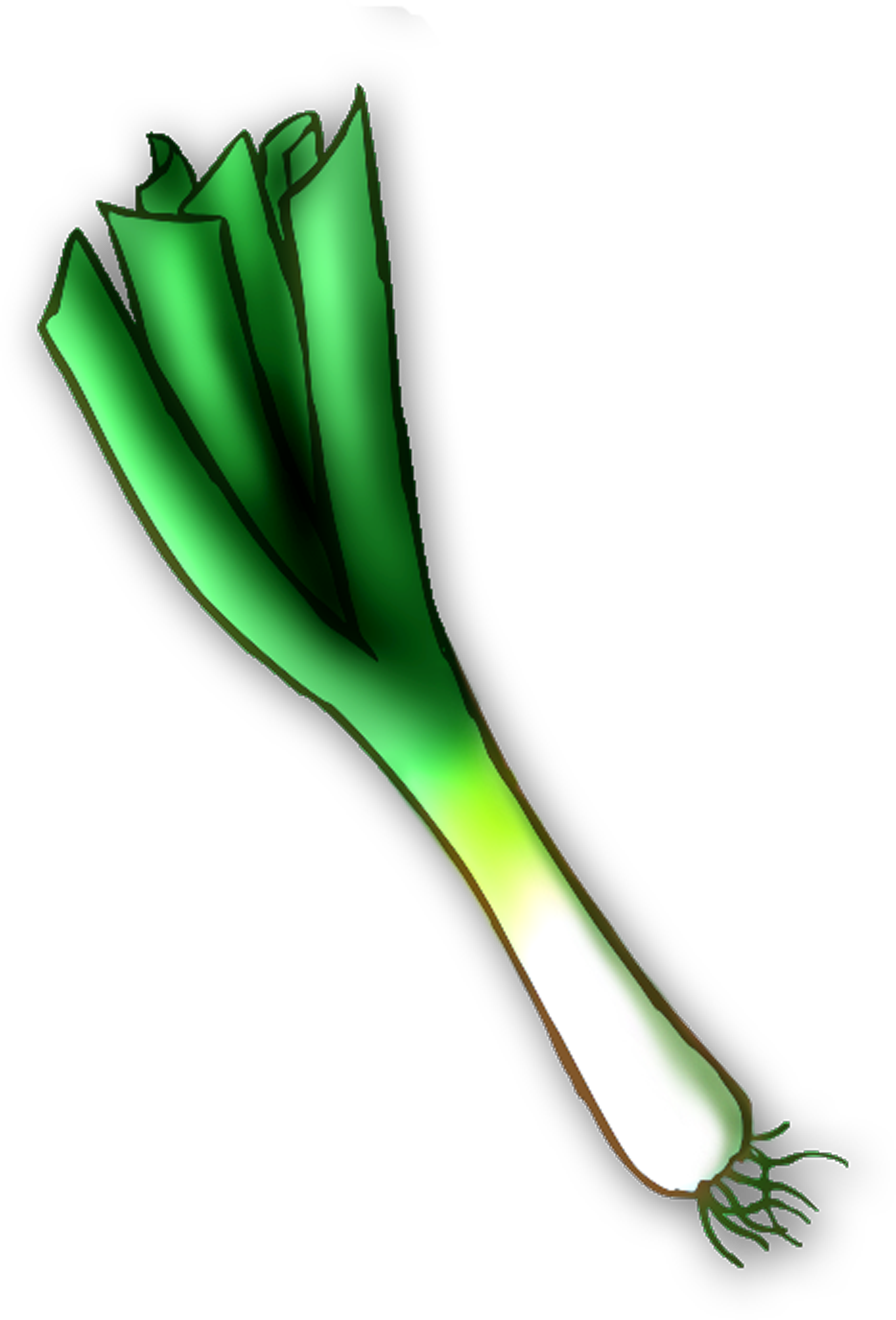 Leek Png - Leek Clipart Png (1800x2652), Png Download