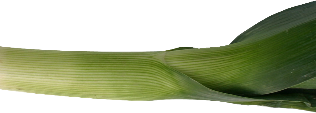 Leek Png Image - Portable Network Graphics (1024x669), Png Download