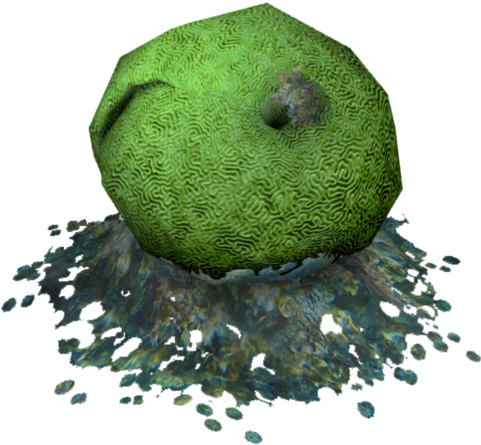 Single Brain Coral - Avocado (480x480), Png Download