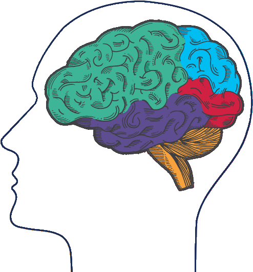 Alternatively, Download The Sponsorship Packet If You - Brain (515x533), Png Download