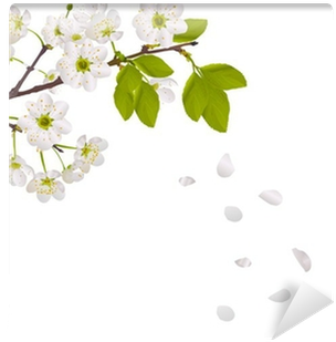 Cherry Tree Flowers And Falling Petals Wall Mural • - Petalas De Flores Caindo (400x400), Png Download