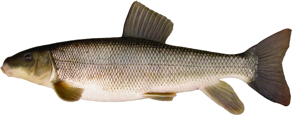 Sucker - Silver Redhorse Fish Transparent (600x281), Png Download