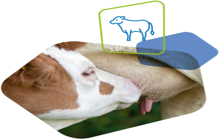 Sucker - Companion Dog (460x298), Png Download