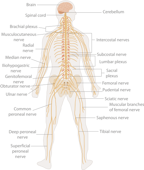 20 Parts Of Nervous System (511x600), Png Download