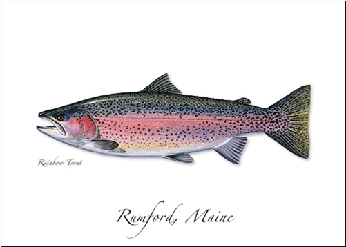 Rainbow Trout - Bony Fishes (500x500), Png Download