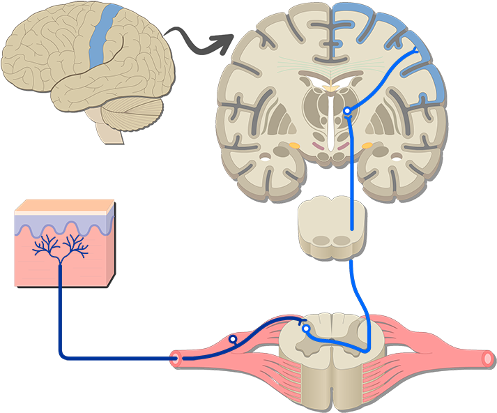 Somatic System (1200x630), Png Download
