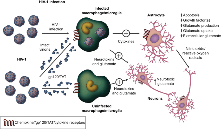 Figure S1 Hiv Infection In The Central Nervous System - Neuron (850x497), Png Download