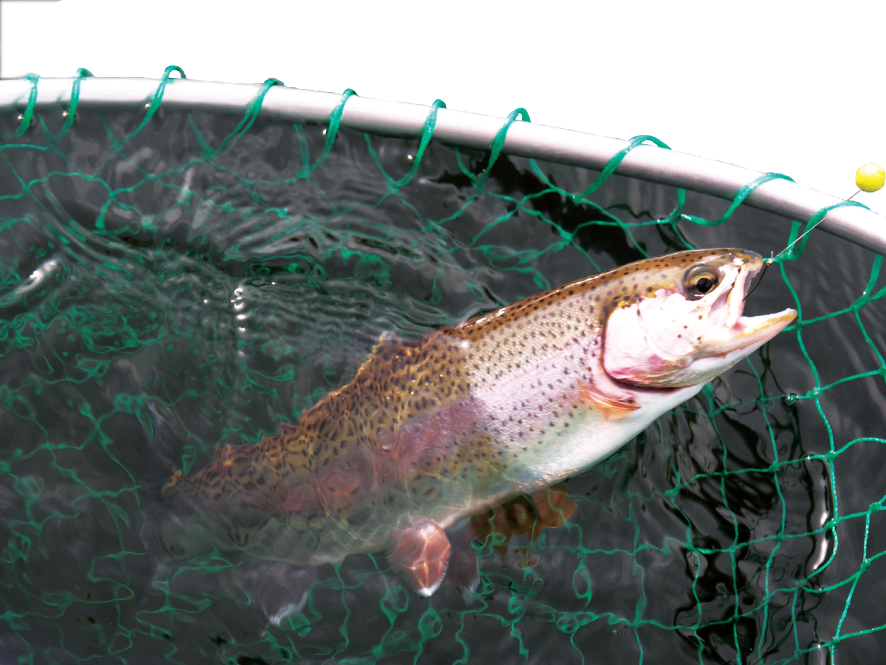 Trout Stockings Will Take Place Across Tennessee In - Coastal Cutthroat Trout (886x665), Png Download