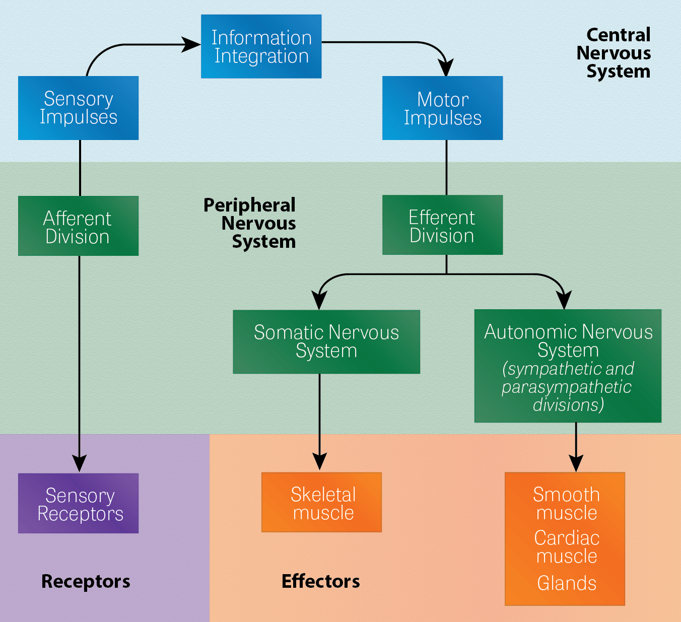 Diagram Of The Cns And Pns - Nervous System (1352x1235), Png Download