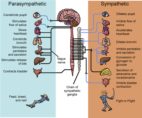 Peripheral Nervous System - Sympathetic Nervous System Fight Or Flight (500x415), Png Download