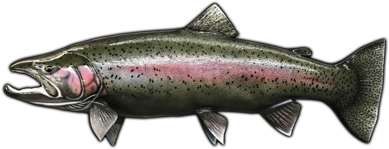 31" Steelhead Trout Fish Mount Replica - Rainbow Trout (800x345), Png Download