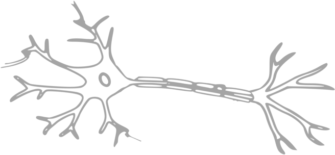 Neuron Central Nervous System Nerve Cell - Multiple Sclerosis Biomarkers Neurofilament (680x340), Png Download