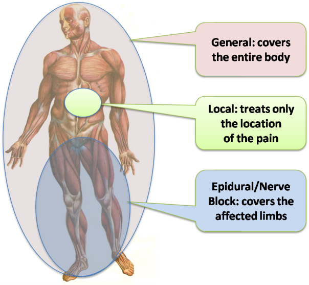 Nerve Blocks - Colour Atlas Of Human Anatomy. [book] (604x557), Png Download