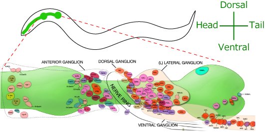 Although There Are Several Methods To Monitor Neural - 線 虫 感覚 神経 (531x265), Png Download