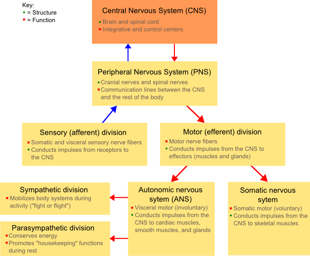 Nssystem - Difference Between Autonomic And Somatic (622x513), Png Download