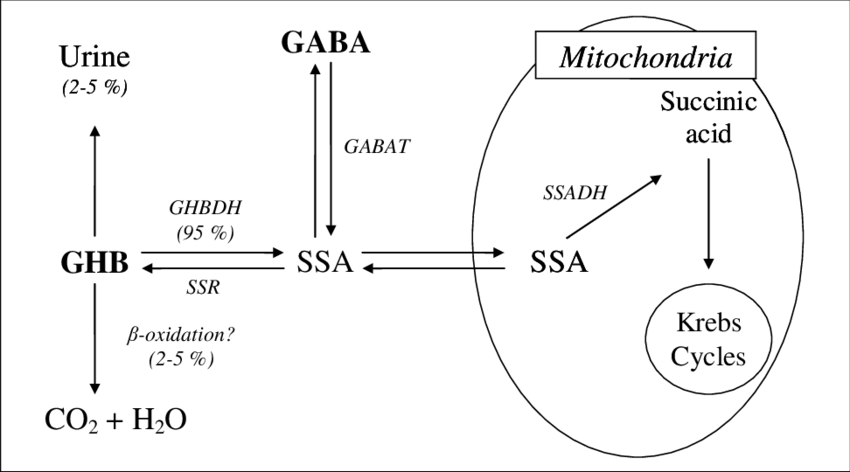 Ghb Metabolism In The Central Nervous System - Gamma-hydroxybutyrate (850x472), Png Download
