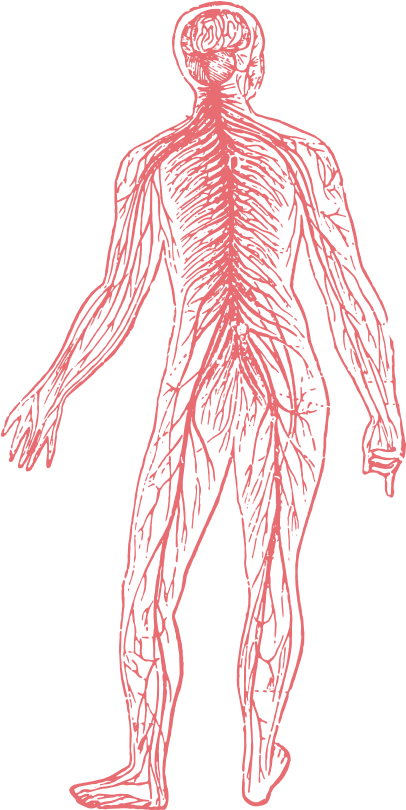 Nervous System - Vintage Nervous System (673x865), Png Download