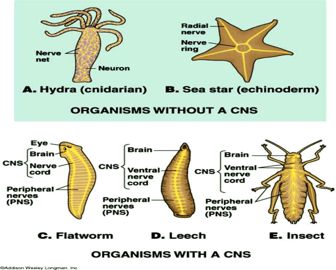 Evolution Of Nervous System Image-1 - Nervous System (1154x927), Png Download