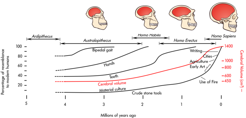Changes In Cerebral Volume Across Evolution From Ardipithecus - Nervous System Of Mammals (800x383), Png Download