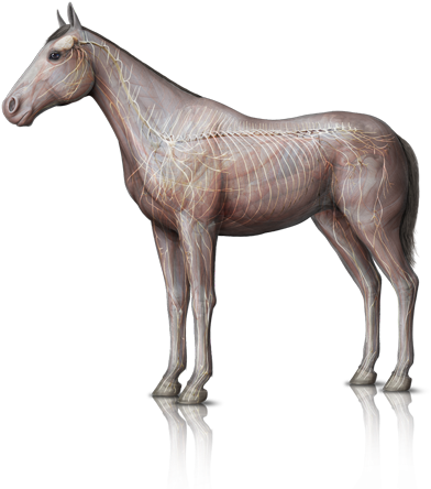 The Neurological System Represents One Of The Communication - Horse (400x450), Png Download